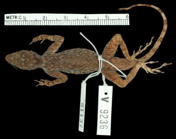 Media type: image; Herpetology R-81137